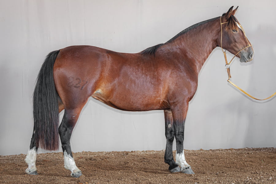 Lote Rincon Quarentena - Cabaña La Higuera