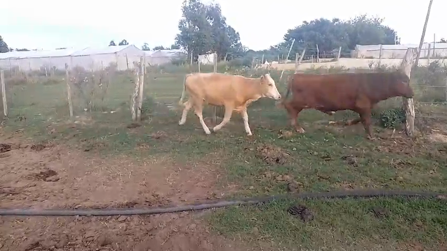 Lote 12 Novillitos y vaquillonas