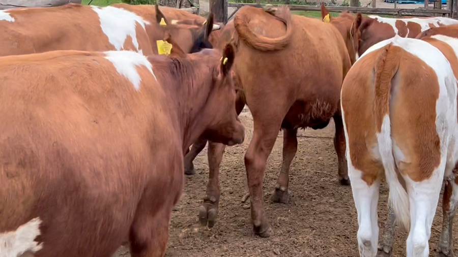 Lote 17 Vaquilla Gorda en Melipilla, Región Metropolitana