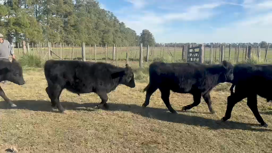 Lote 63 Terneros