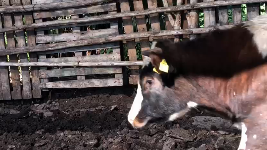 Lote 60 Novillo Engorda en Catemu, V  Región Valparaíso
