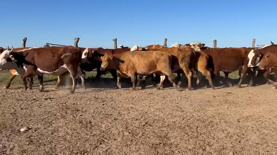 Lote 25 Vacas CUT preñadas en Corrientes, Col. C. Pellegrini