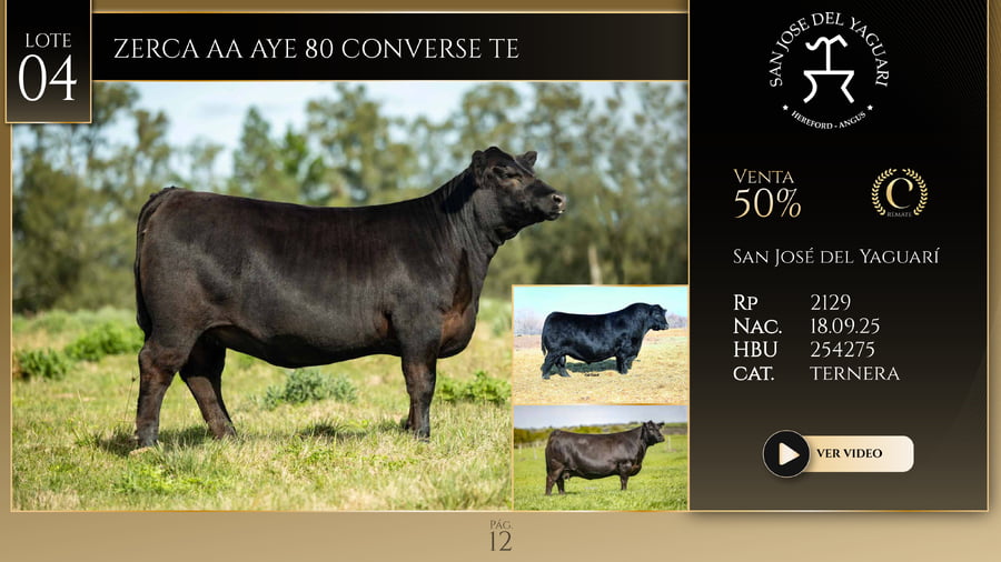 Lote ZERCA AA AYE 80 CONVERSE TE