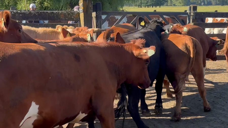 Lote 43 Novillo Gordo