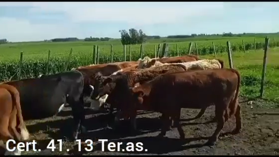 Lote TERNERAS