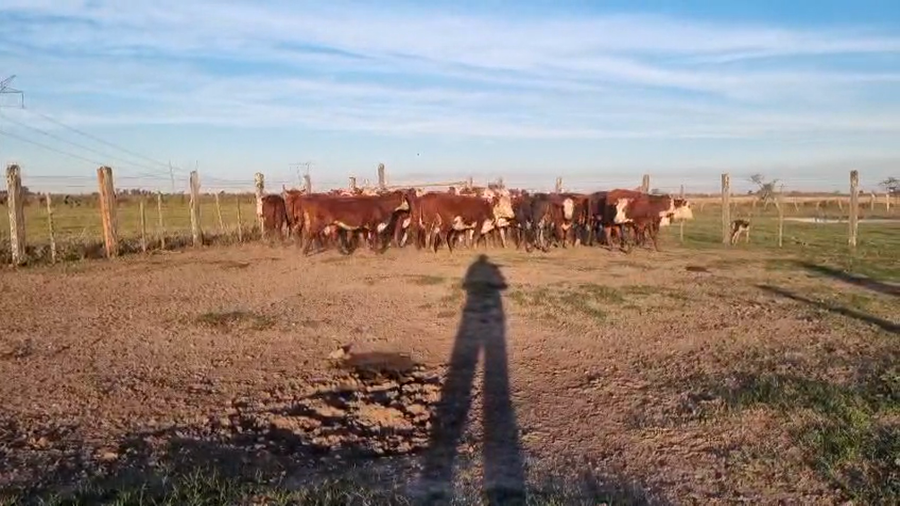 Lote 84 Novillitos