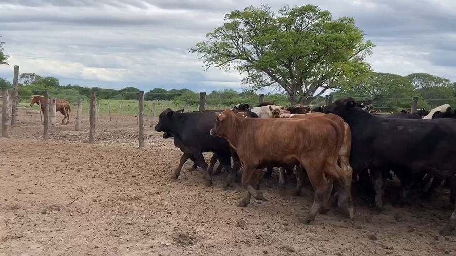 Lote 97 Vaquillonas en Gral. Vedia, Chaco