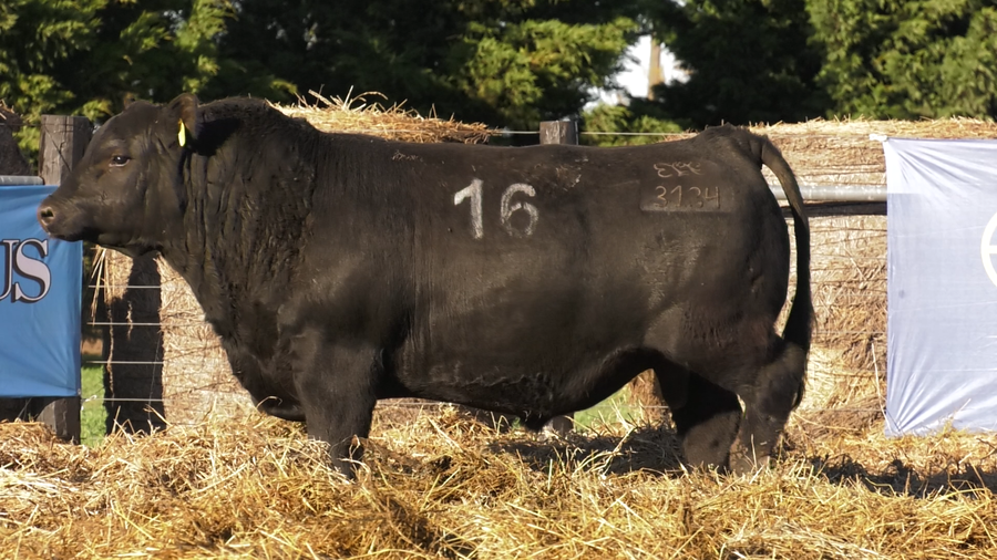 Lote TOROS ANGUS PURO CONTROLADO