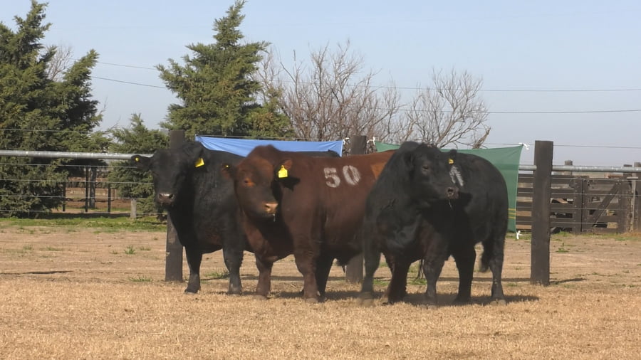 Lote TOROS ANGUS PUROS CONTROLADOS