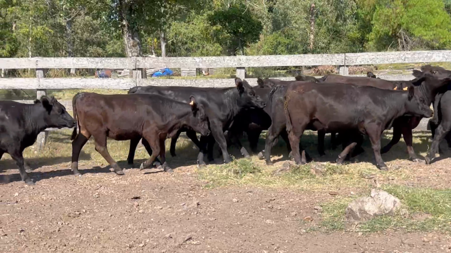 Lote 44 Vaquillonas 1 a 2 años en Parada Daymán, Paysandú