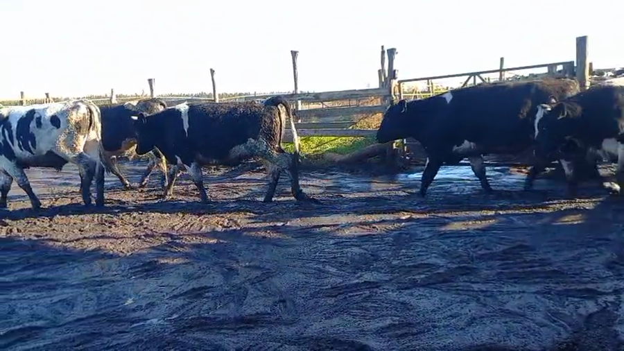 Lote 40 Novillo Gordo en Los Ángeles, VIII Región Biobío