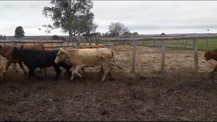 Lote 40 Novillitos en Corrientes, Paso de Los Libres