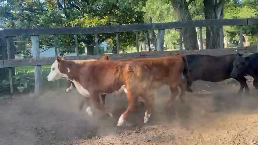 Lote Machos - Dolores Bs As