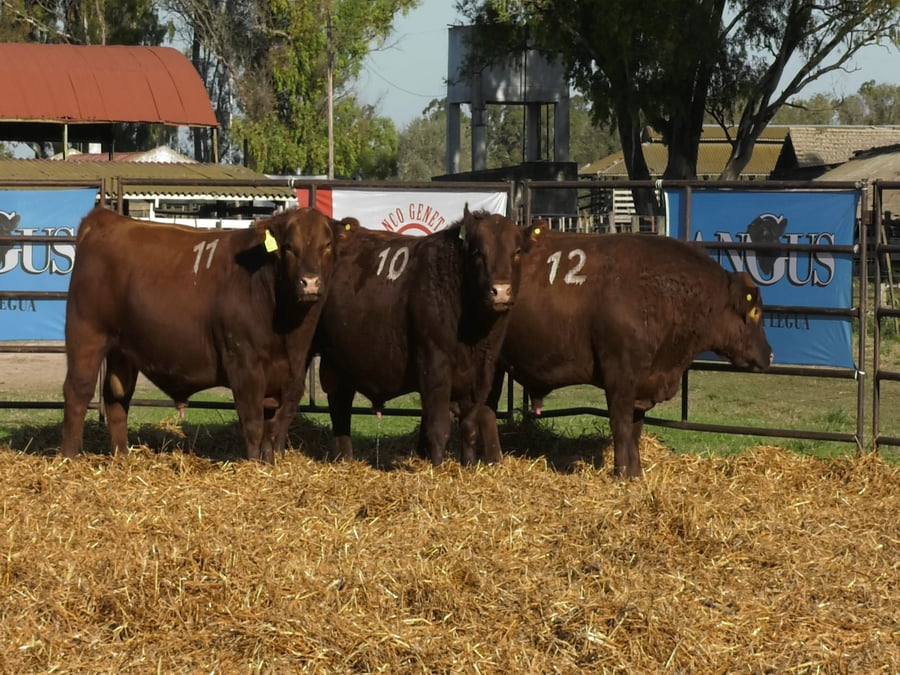 Lote TOROS ANGUS COLORADOS PC