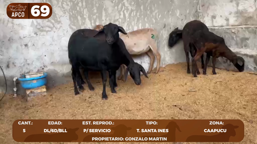 Lote LOTE 69 -POR PANTALLA