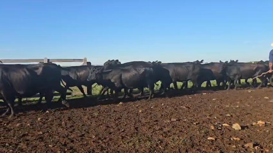 Lote 45 Vacas usadas preñadas en Corrientes, Mariano I. Loza