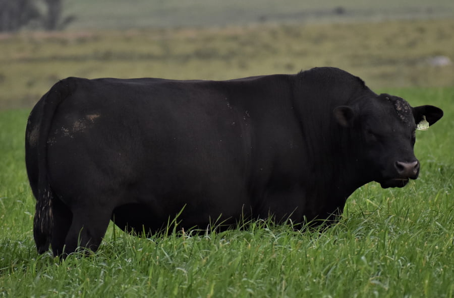Lote Toros Destacados 2 años
