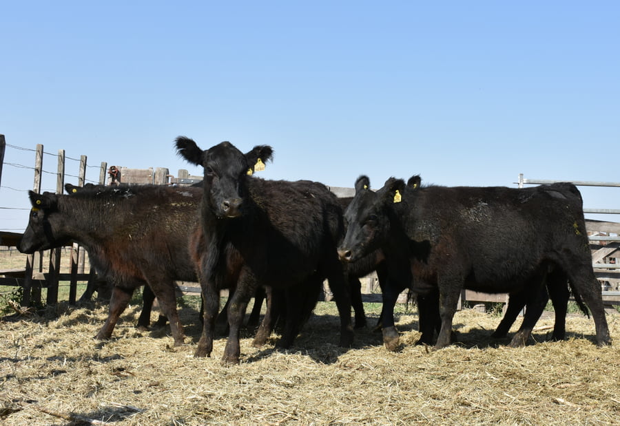 Lote HEMBRAS PURAS CONTROLADAS(NEGRA)(Corral 50)