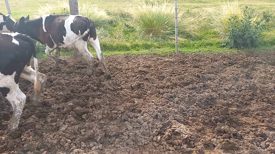 Lote 12 Novillitos Holando Argentino en Col. Aldao, Santa Fe