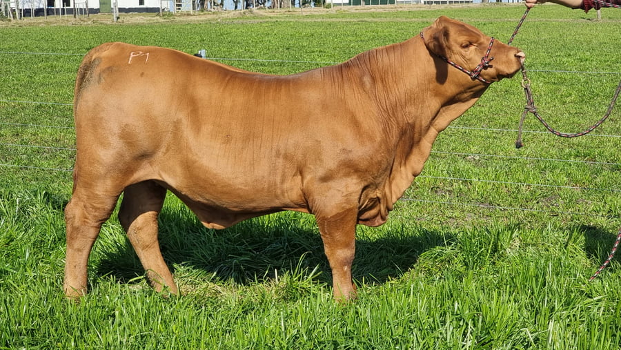 Lote JACARANDA BR ARDIENTE 18