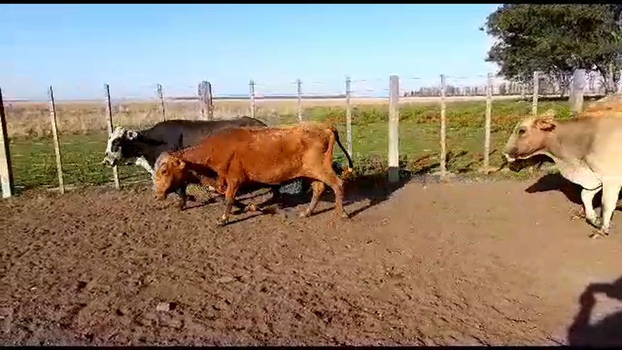 Lote 15 Vacas de invernar en Virasoro, Corrientes