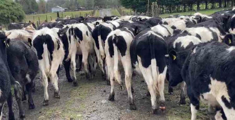 Lote 60 Novillo Engorda en Osorno, X Región Los Lagos