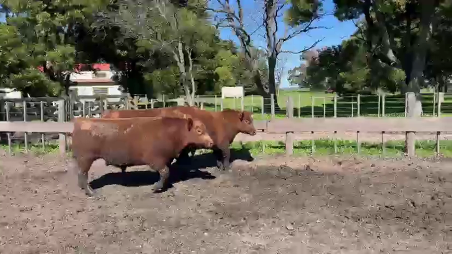 Lote TOROS PUROS CONTROLADOS LA MARGARITA