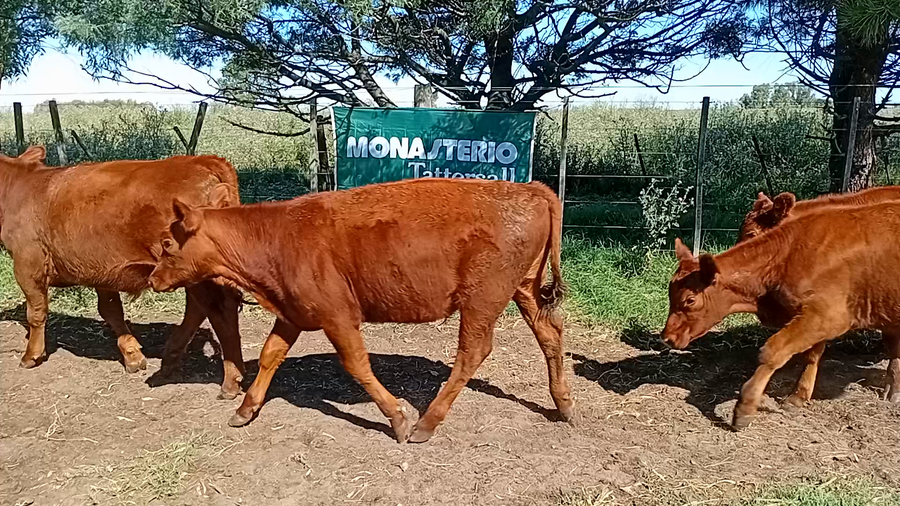 Lote 11 Terneros