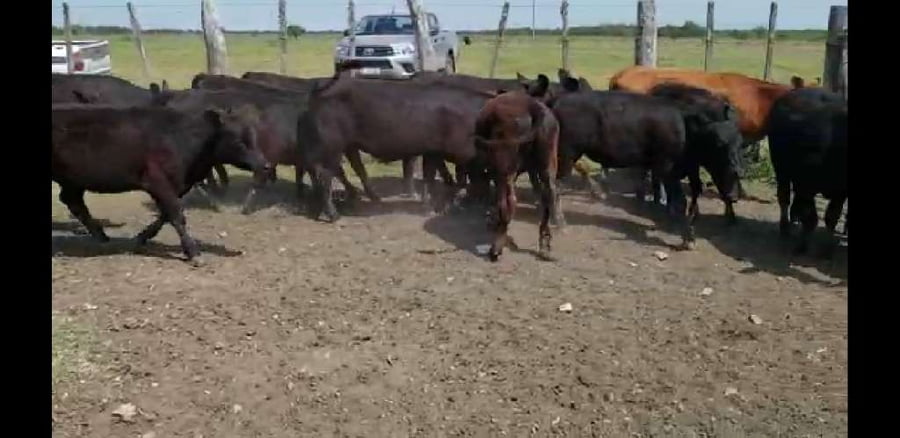 Lote 20 Terneros/as en Villaguay, Entre Ríos