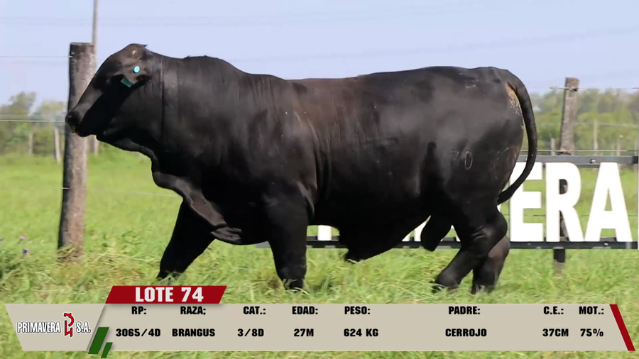 Lote LOTE 74