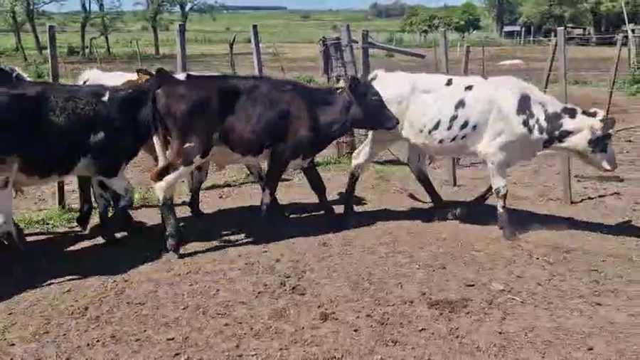 Lote 12 Terneros a remate en Pantalla Camy, San José