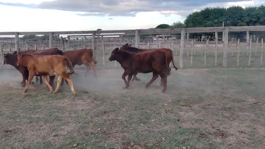 Lote 52 Terneros/as en Quimilí, Santiago del Estero