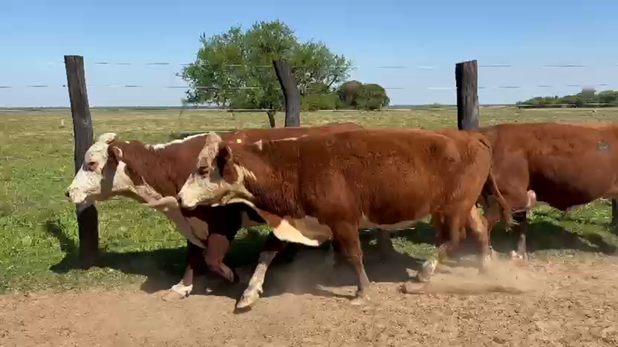 Lote 50 Vacas de invernar