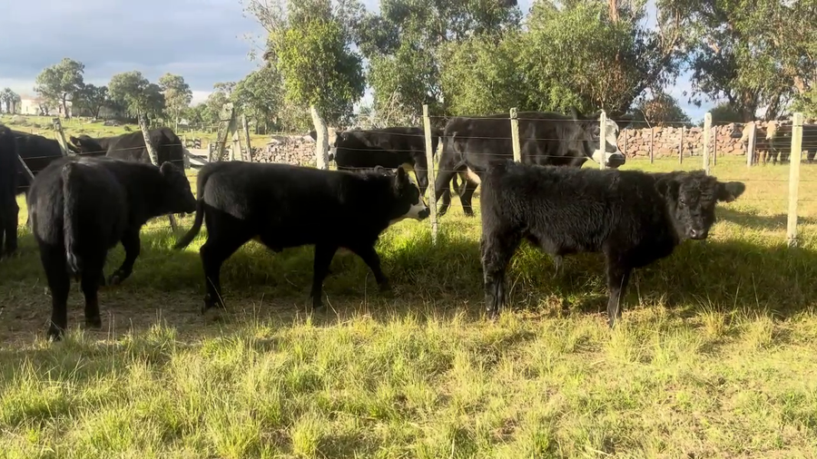 Lote TERNEROS