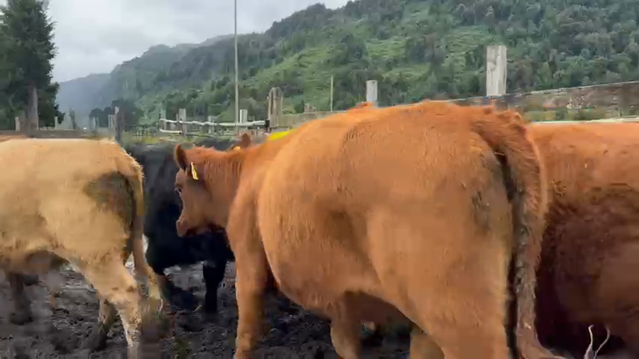 Lote 55 Vaquilla Engorda en Río Bueno, XIV Región Los Ríos