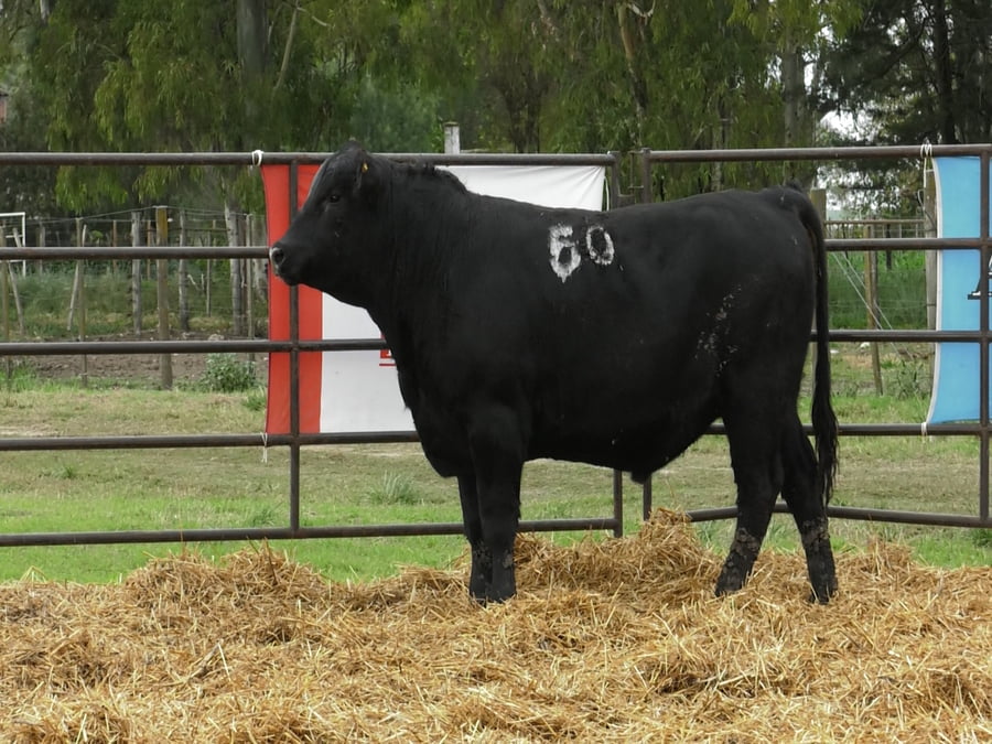 Lote TOROS ANGUS NEGROS PC