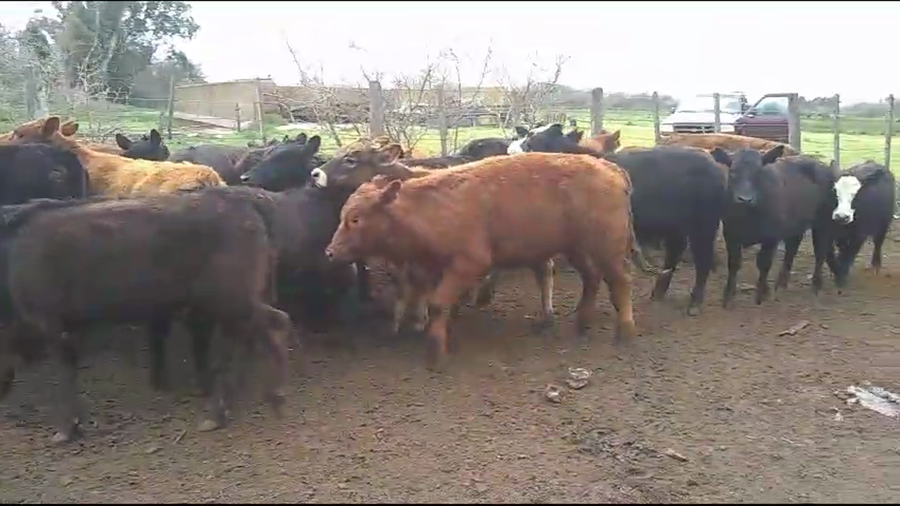 Lote Terneros/as en Gral. Belgrano, Buenos Aires