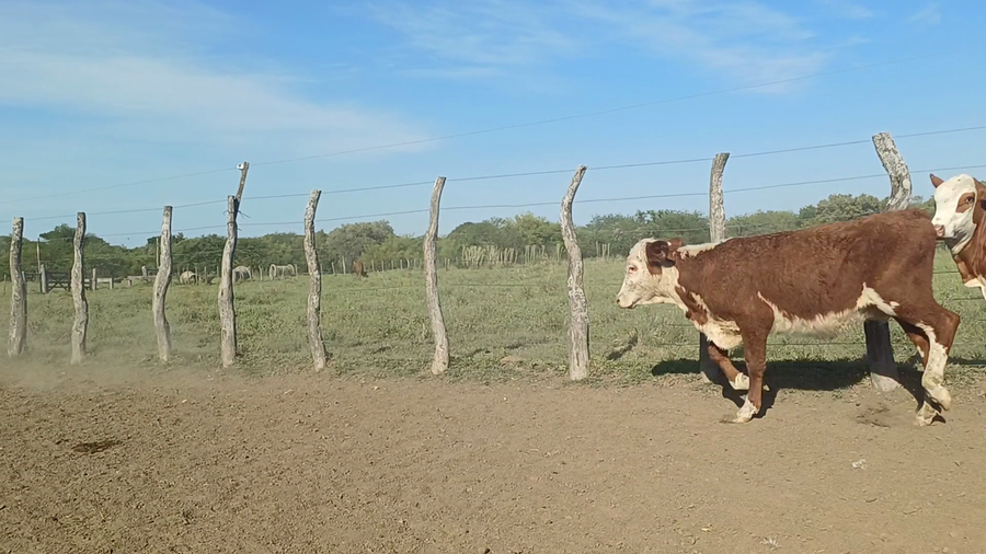 Lote 125 Terneras en Corrientes, Sauce