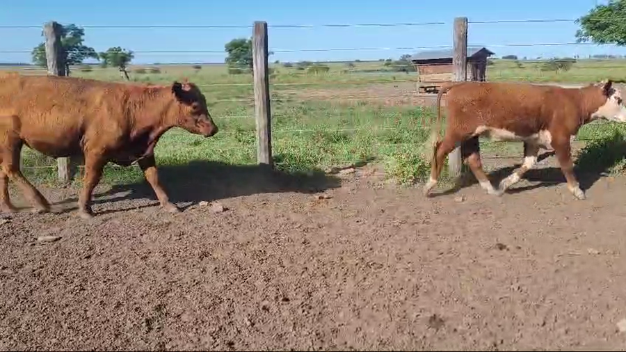 Lote 64 Novillitos