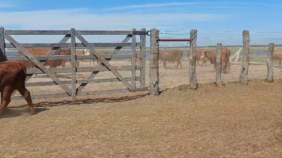 Lote 70 Terneros