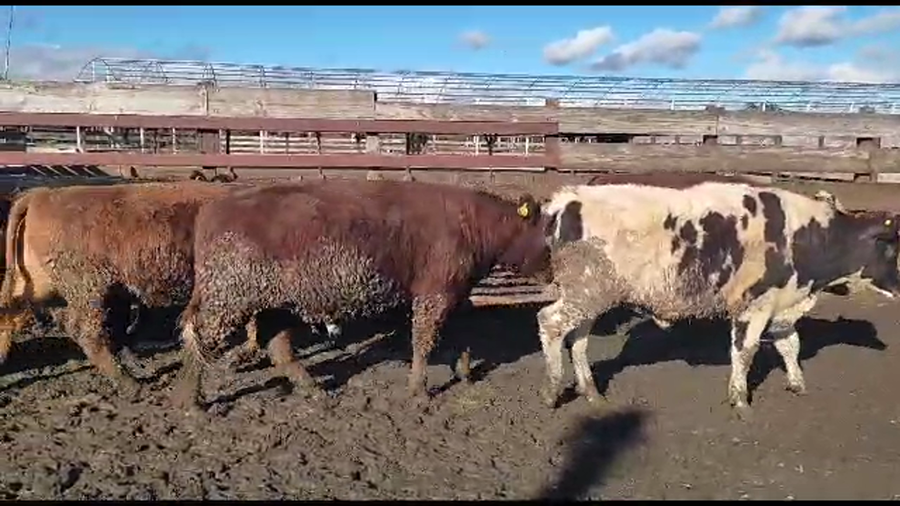 Lote 20 Novillo Gordo en Los Ángeles, VIII Región Biobío