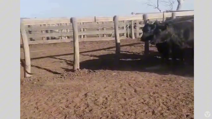 Lote 39 Vaquillonas Preñadas