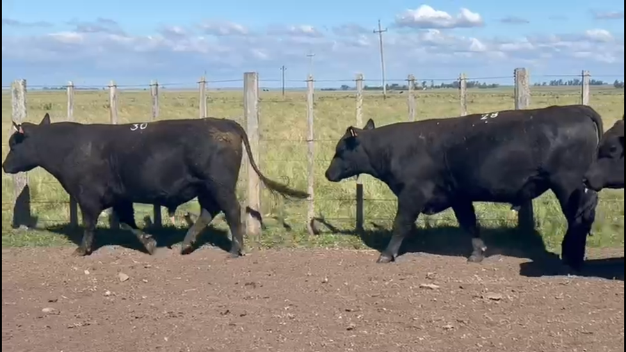 Lote Lote 1 - La Firmeza