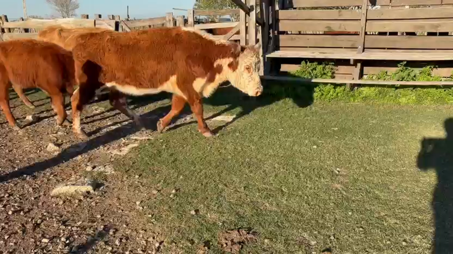 Lote 10 Vacas C/ cria en Corrientes, Curuzú-Cuatiá