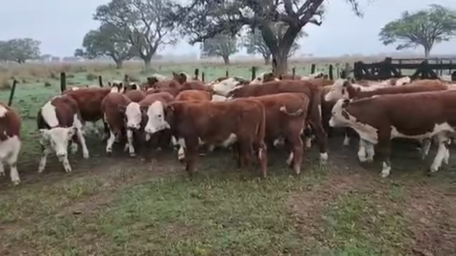 Lote 60 Terneros en Esquina, Corrientes