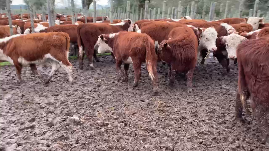 Lote 31 Terneros en Melo, Cerro Largo