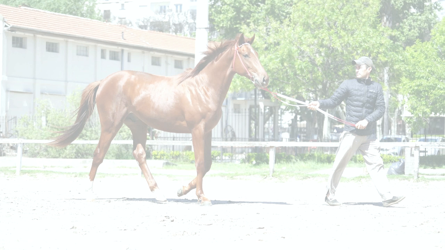 Lote VIRREY MORRIS (GOUVERNEUR MORRIS -  LA VIRREINA)