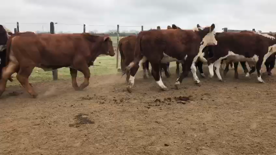 Lote 15 Novillos Braford y sus cruzas en Sunchales, Santa Fe