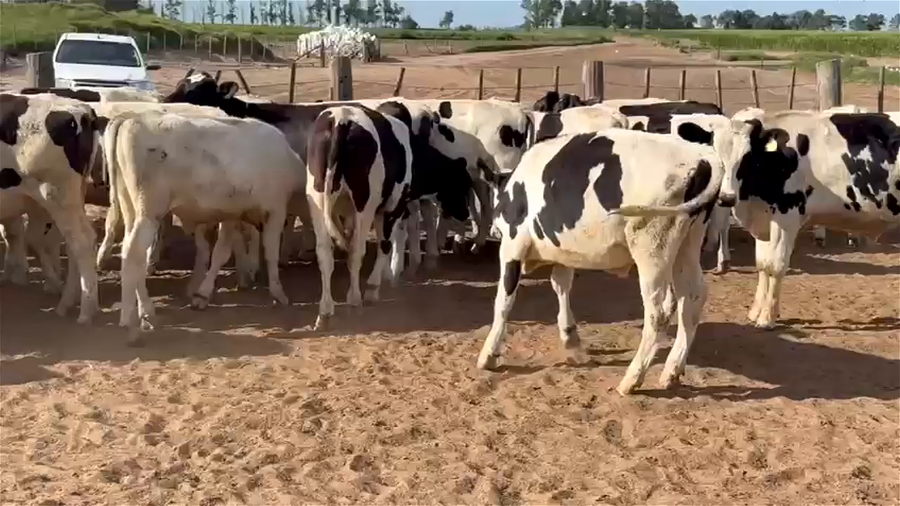 Lote 46 TERNEROS HOLANDO