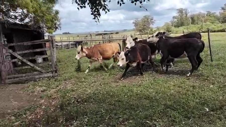 Lote 6 Vaquillonas  a remate en Pantalla Camy, San José